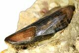 Serrated, Fossil Tyrannosaur (Nanotyrannus?) Tooth - Wyoming #294952-1